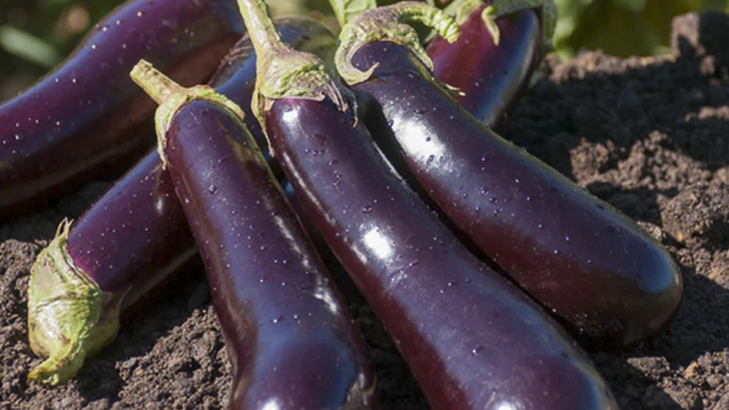 LES AUBERGINES VIOLETTES AU CONGO : UN TRÉSOR NUTRITIONNEL AUX MULTIPLES BIENFAITS