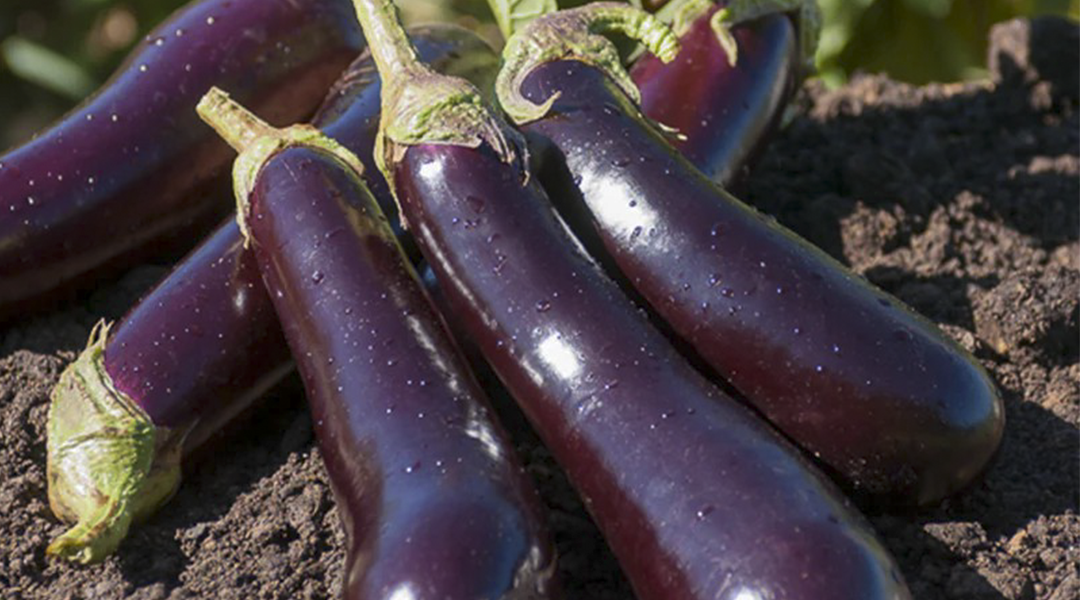 LES AUBERGINES VIOLETTES AU CONGO : UN TRÉSOR NUTRITIONNEL AUX MULTIPLES BIENFAITS